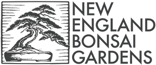 New England Bonsai Gardens Excellence In Bonsai Since 1987