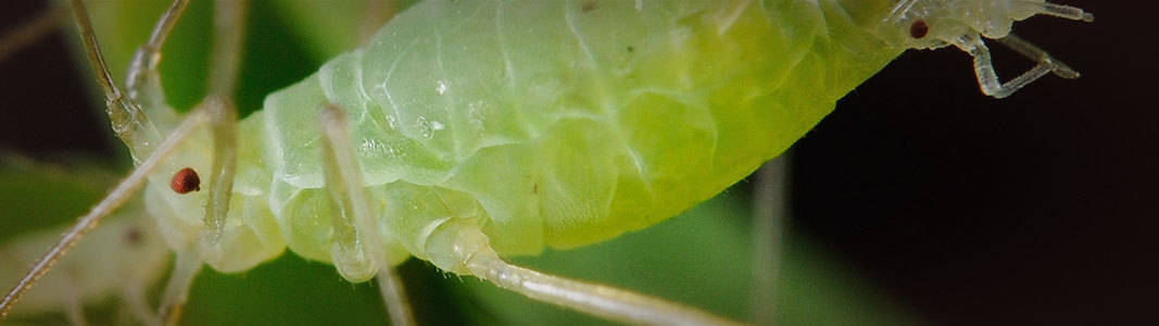 aphid.jpg