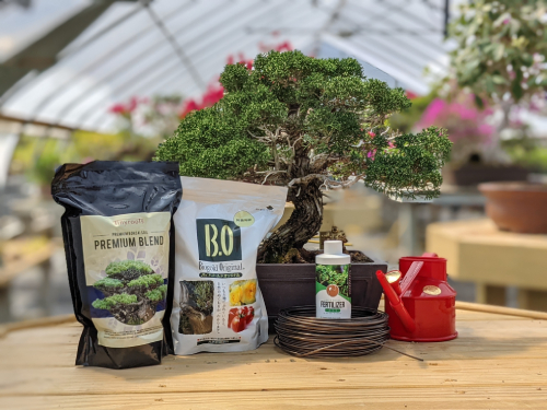 Buy Bonsai Starter Kit - DIY Bonsai Gardening Gift - Garden