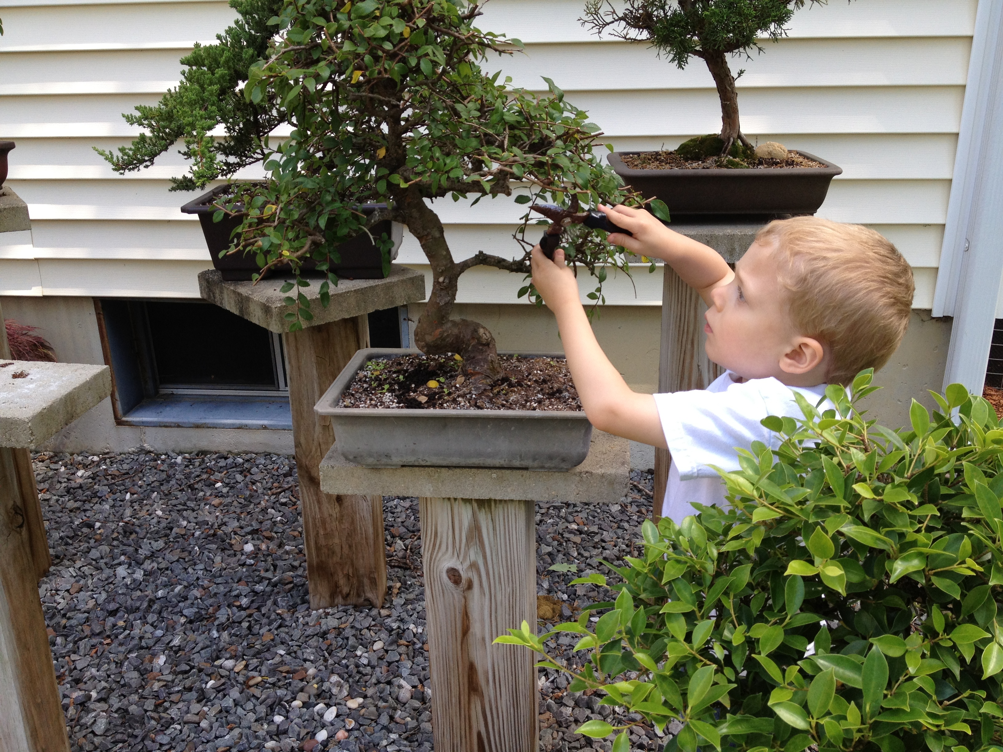 Shane helping prune a bonsai tree