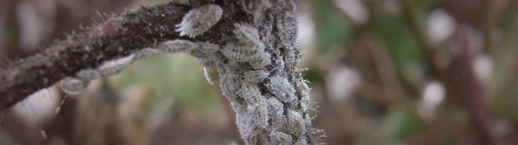 mealybugs.jpg