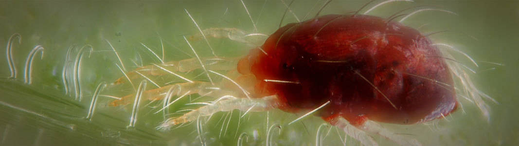 spidermite.jpg